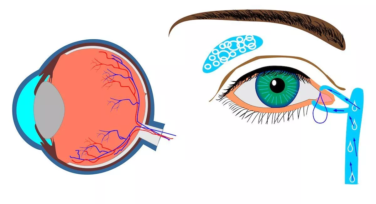 Строение человеческого глаза: анатомия, описание