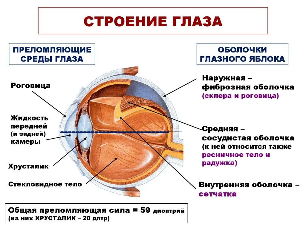 Глаз как оптическая система